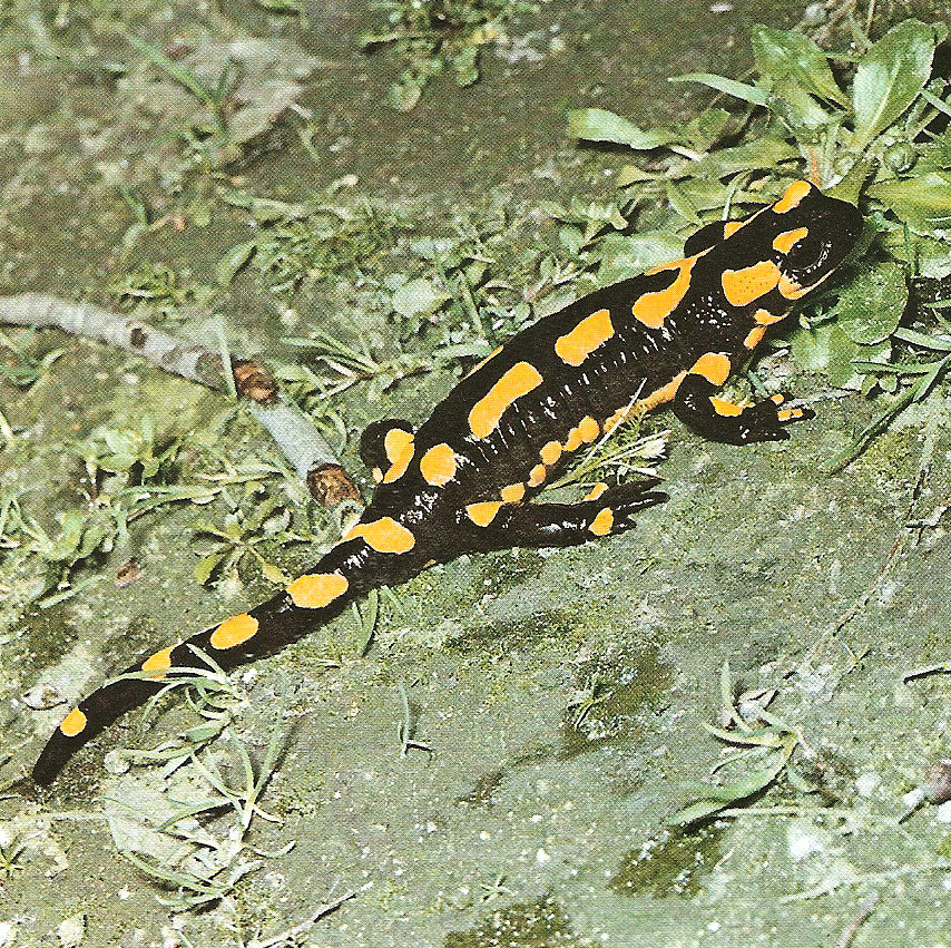 La salamandre terrestre